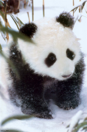 Pictures Baby Pandas on Baby Pandas Graphics And Comments